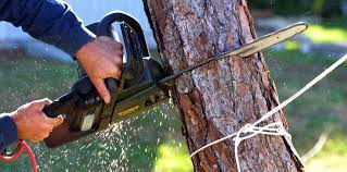 Best Fruit Tree Pruning  in Tignall, GA