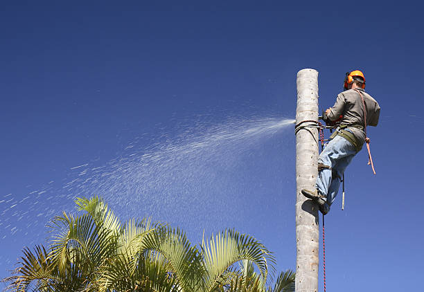 How Our Tree Care Process Works  in  Tignall, GA