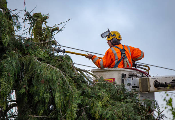 Best Tree Maintenance Programs  in Tignall, GA