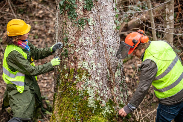  Tignall, GA Tree Removal Services Pros