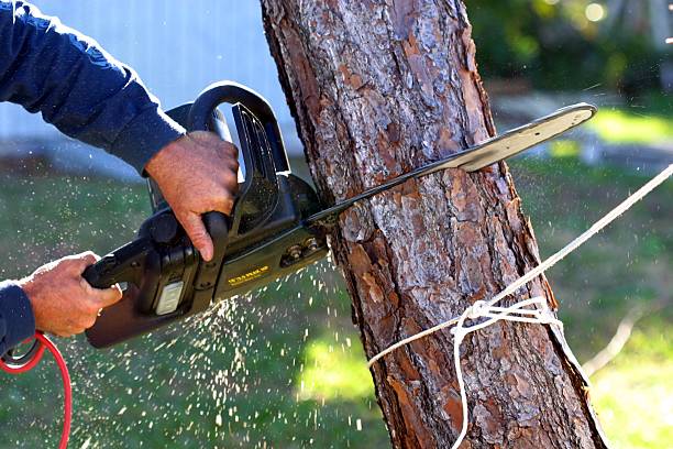 Best Tree Disease Treatment  in Tignall, GA