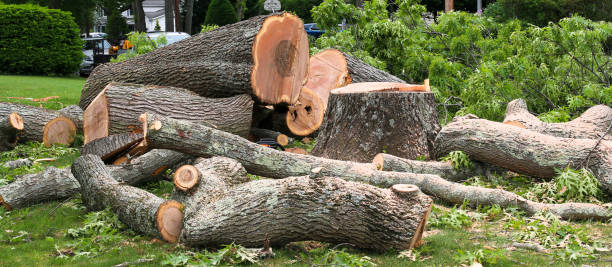 Trusted Tignall, GA Tree Removal Services Experts