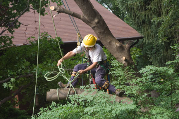 Mulching Services in Tignall, GA