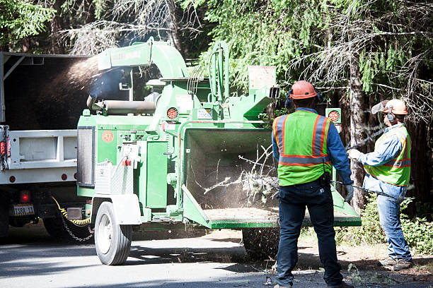 Best Firewood Processing and Delivery  in Tignall, GA