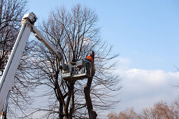 Best Leaf Removal  in Tignall, GA