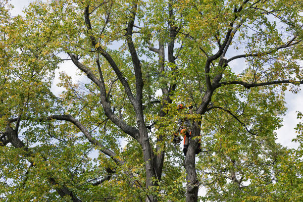 Best Arborist Consultation Services  in Tignall, GA